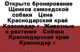 Открыто бронирование Щенков самоедской собаки › Цена ­ 1 - Краснодарский край, Краснодар г. Животные и растения » Собаки   . Краснодарский край,Краснодар г.